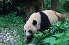 600-Guilin,panda,15 luglio 2014